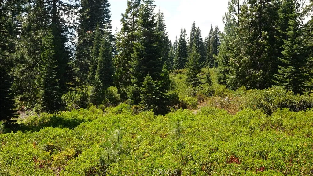 a view of a lush green forest with trees in the background