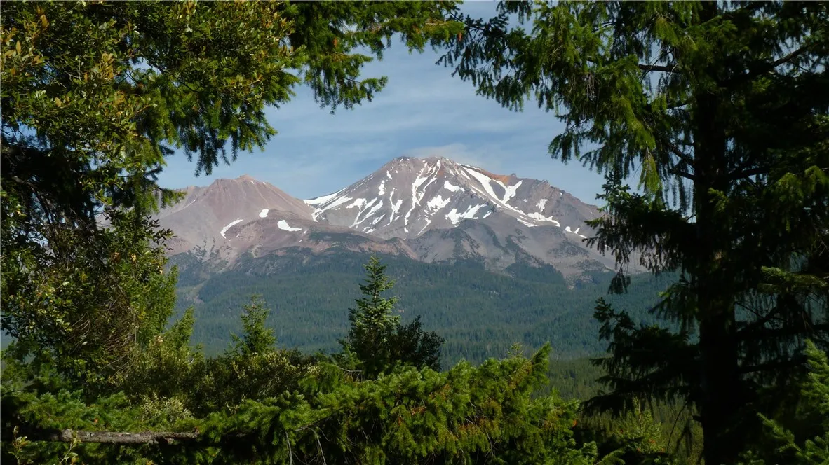 0 Echo McCloud, CA 96057 - Photo 11 of 26 a close up of a tree in a garden