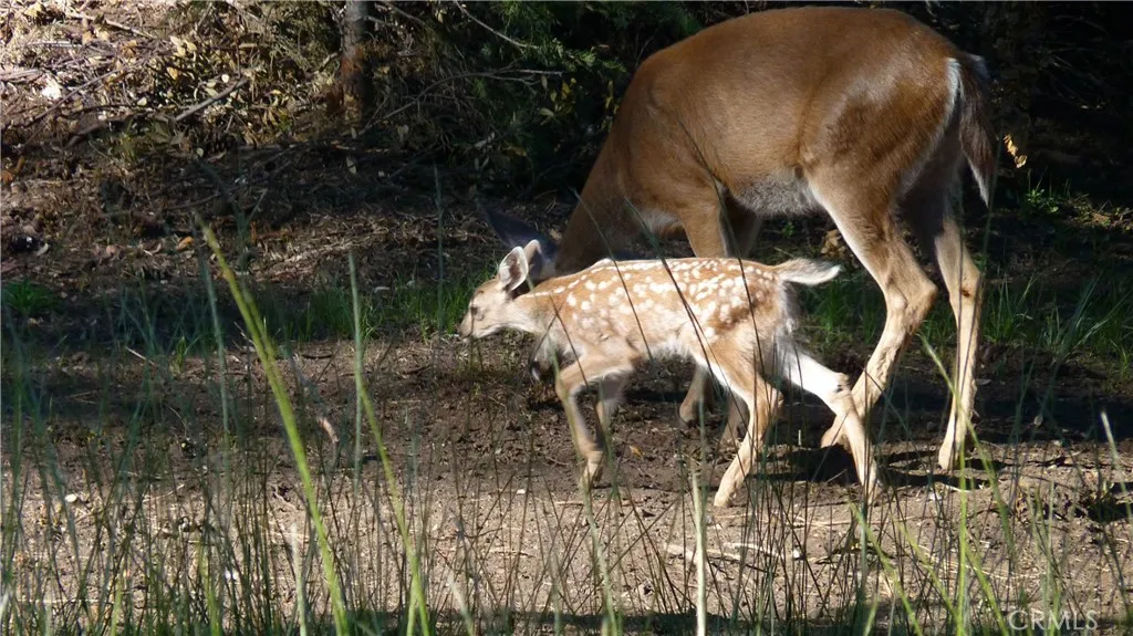 0 Echo McCloud, CA 96057 - Photo 14 of 26 a view of sitting area and swimming pool