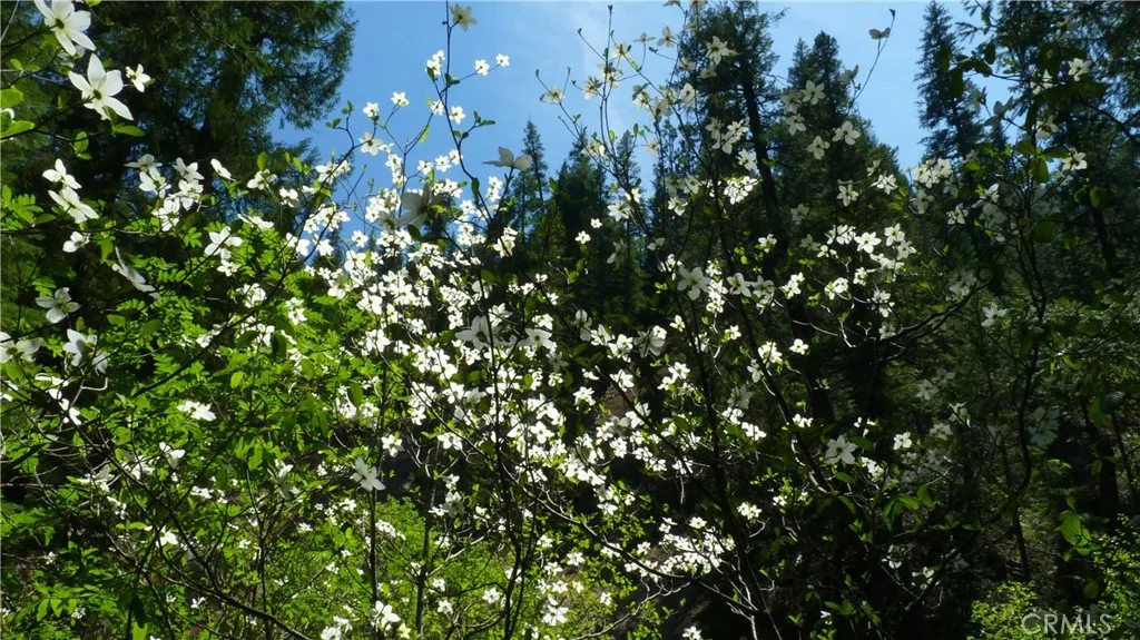0 Echo McCloud, CA 96057 - Photo 17 of 26 a view of a tree
