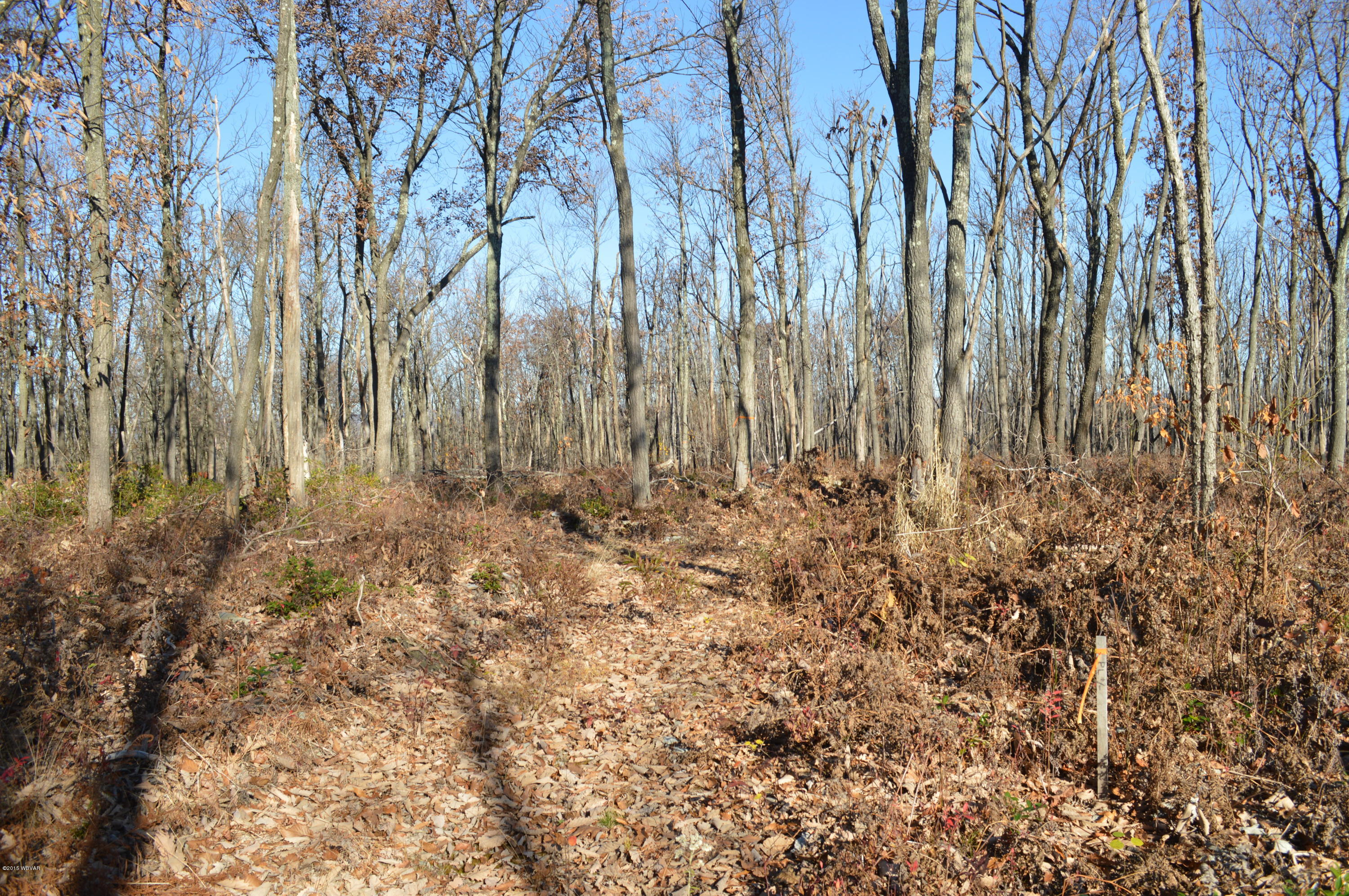 ---- Sugar Camp Road Beech Creek, PA 16822 - Photo 10 of 14 Woods - View 4