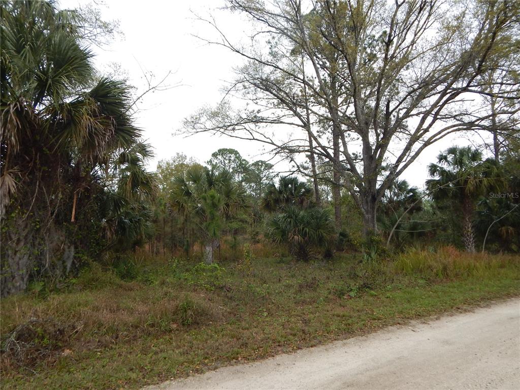 0 Robin Trail Kissimmee, FL 34747 - Photo 2 of 3 a view of a forest