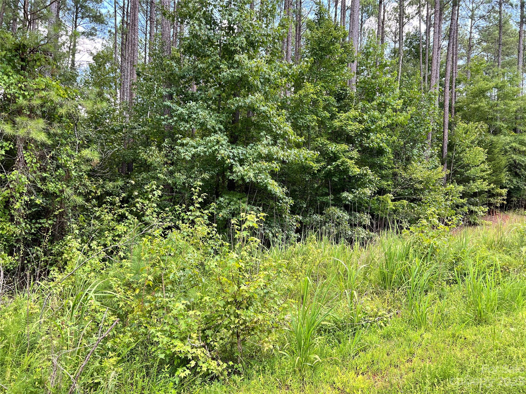 Lot #7 Goings Road Chester, SC 29706 - Photo 9 of 14 a view of a lush green forest