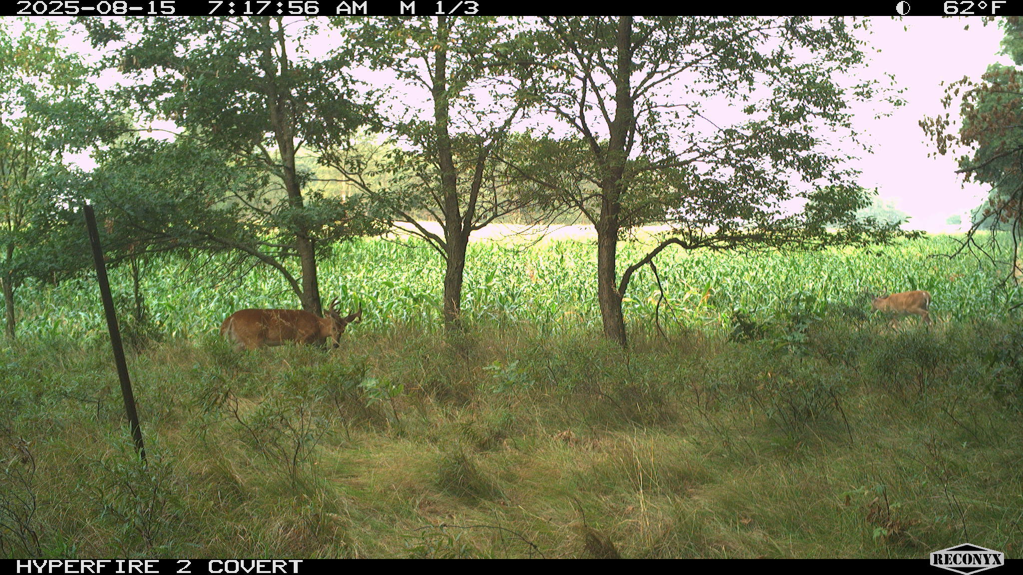 11752 North Brinton Road Lake, MI 48632 - Photo 25 of 74 RCNX0793