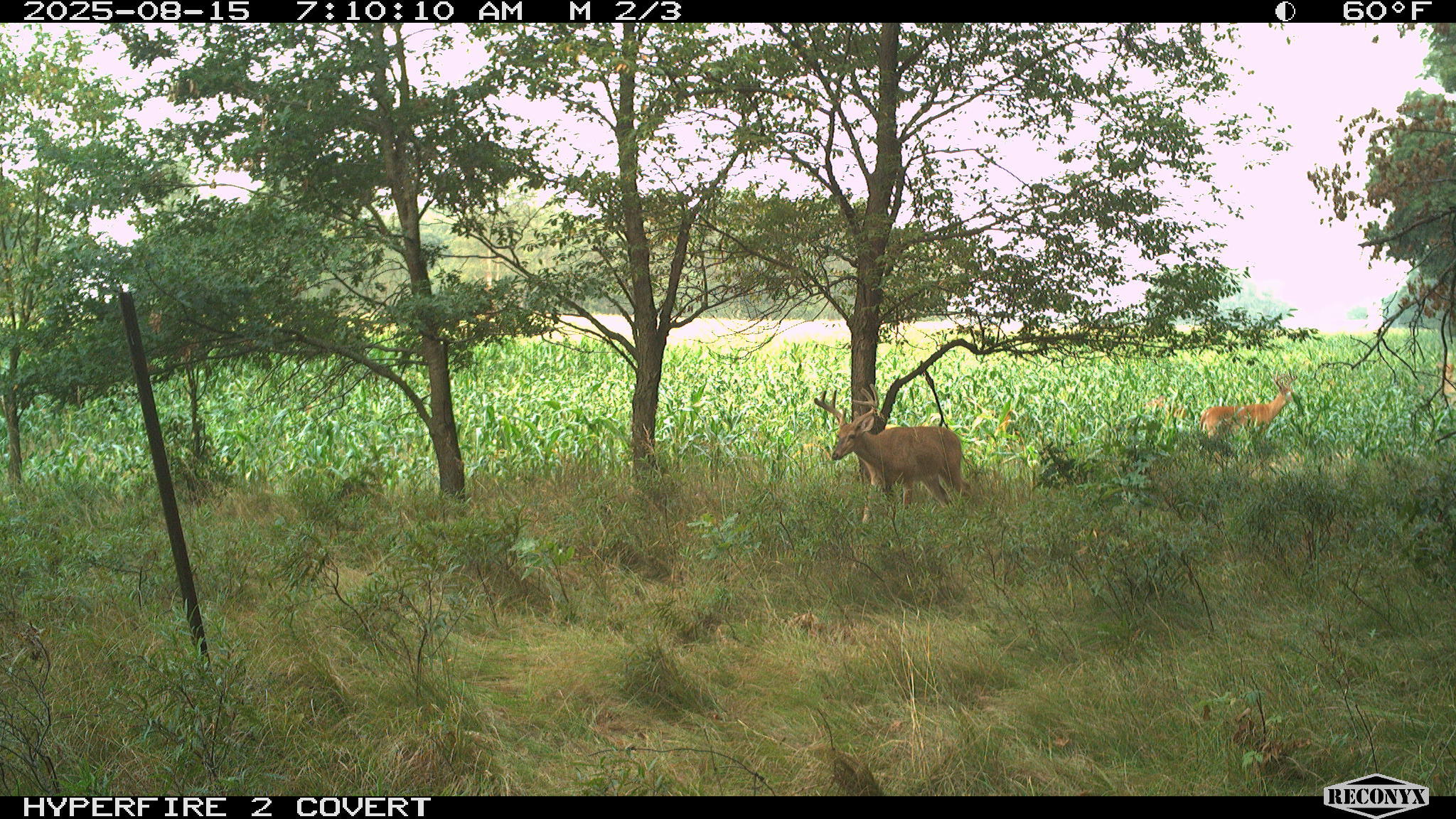 11752 North Brinton Road Lake, MI 48632 - Photo 28 of 74 RCNX0766