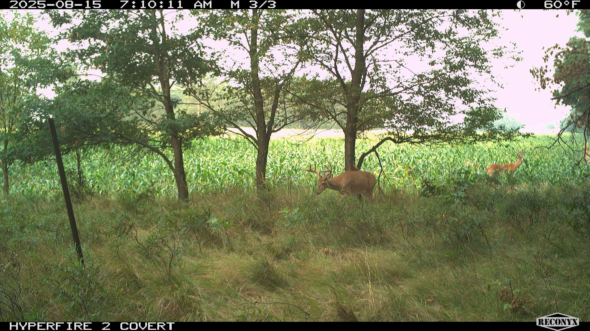 11752 North Brinton Road Lake, MI 48632 - Photo 29 of 74 RCNX0767