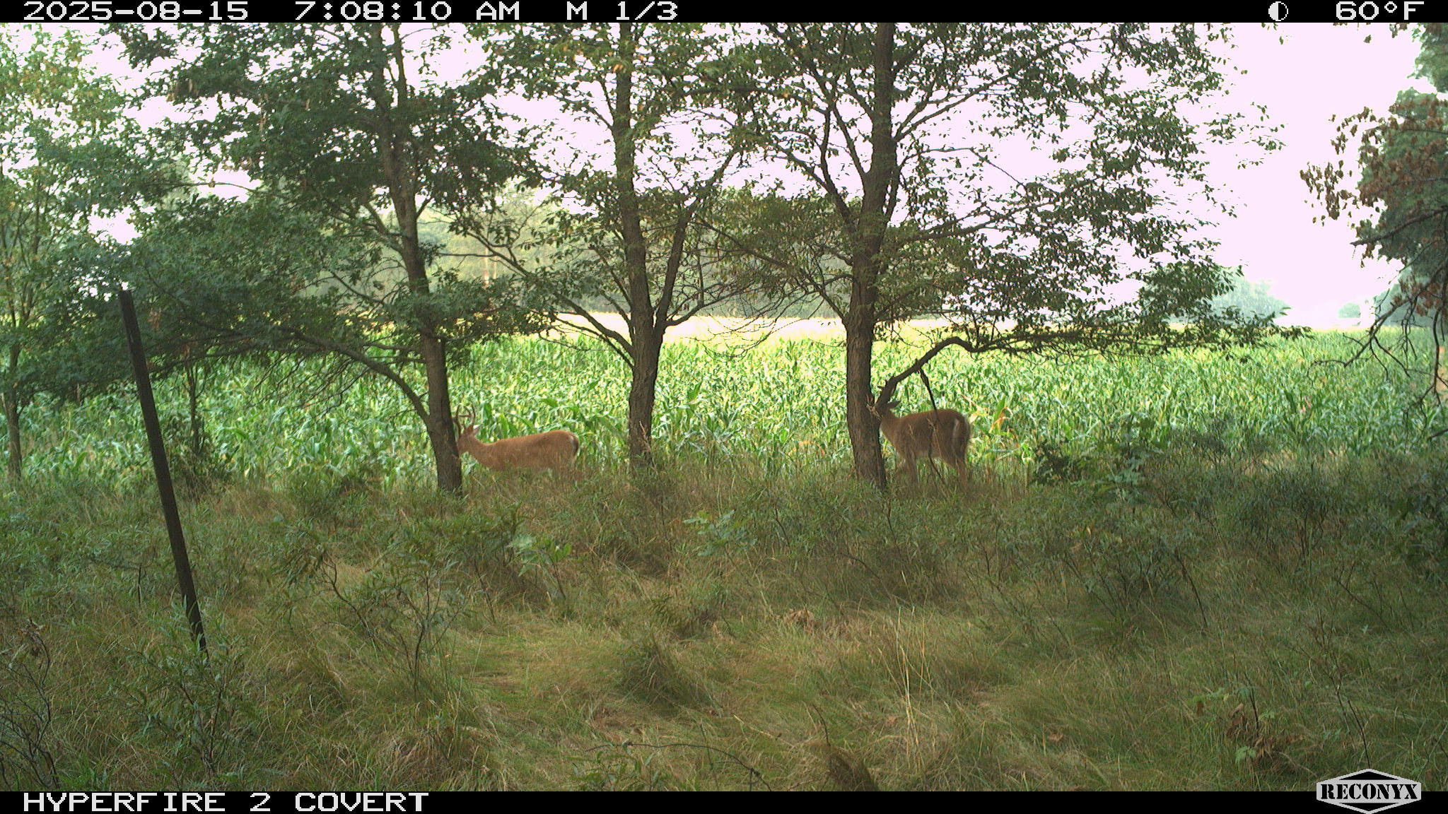 11752 North Brinton Road Lake, MI 48632 - Photo 30 of 74 RCNX0761