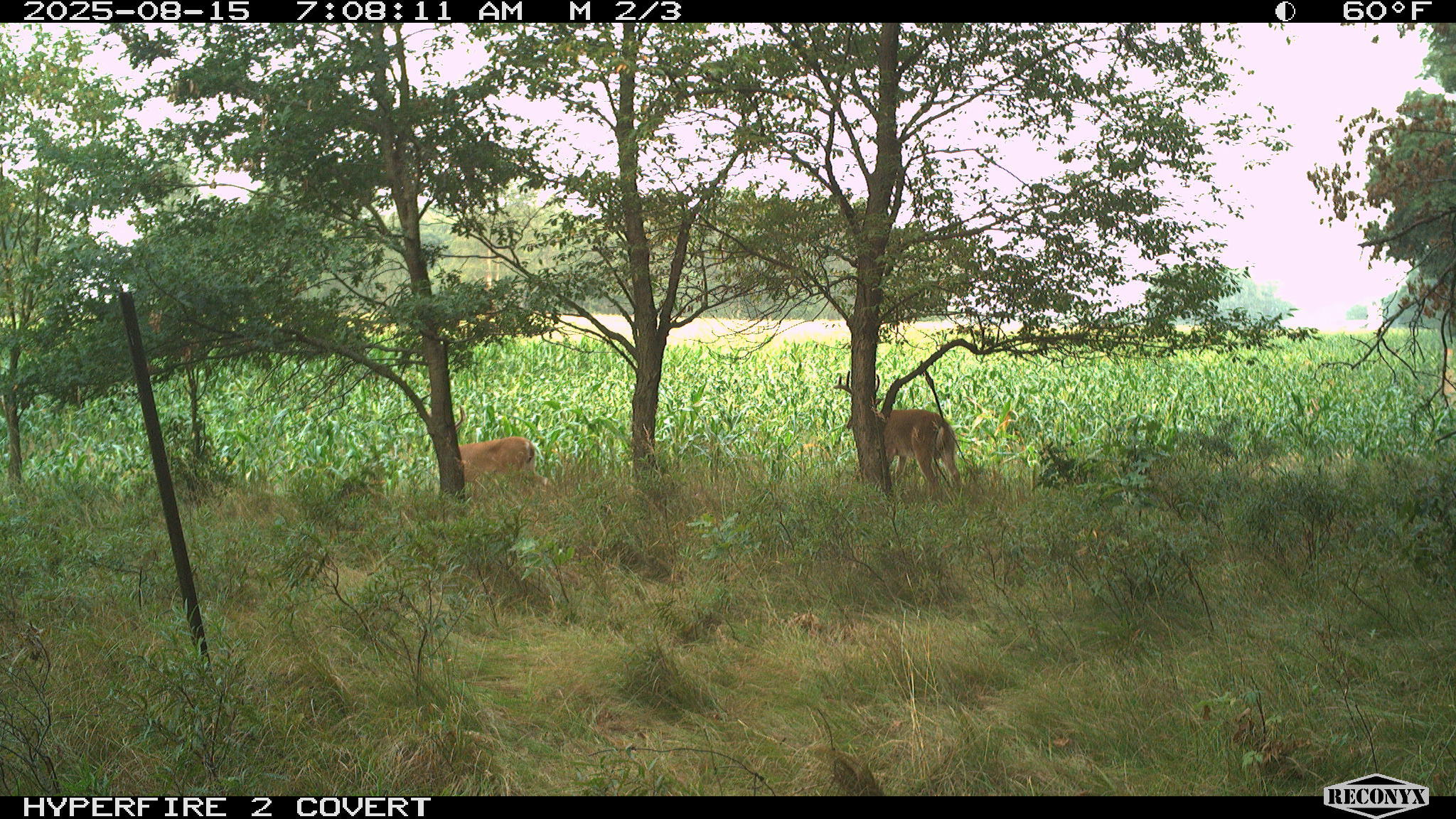 11752 North Brinton Road Lake, MI 48632 - Photo 31 of 74 RCNX0762