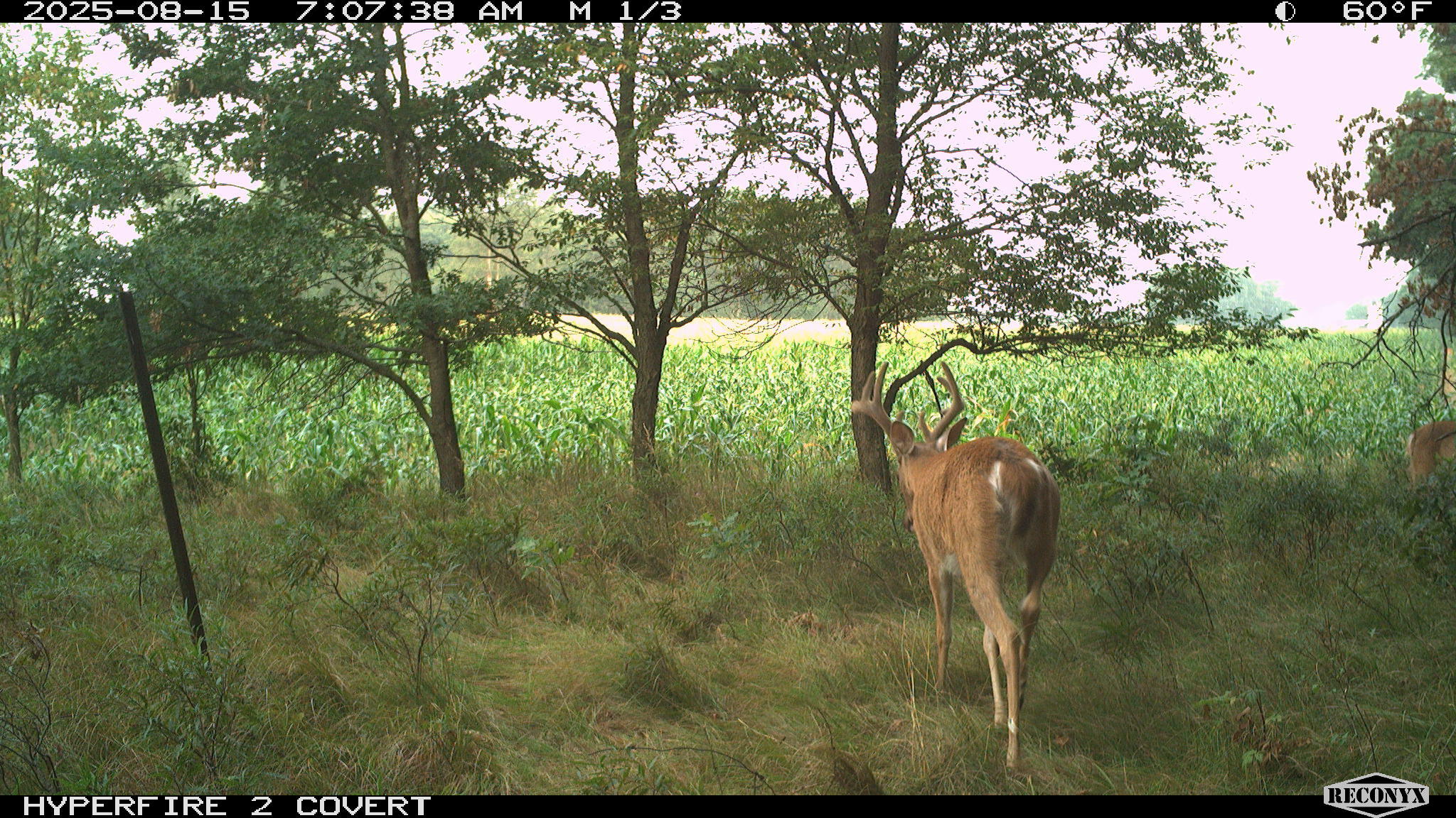 11752 North Brinton Road Lake, MI 48632 - Photo 32 of 74 RCNX0757