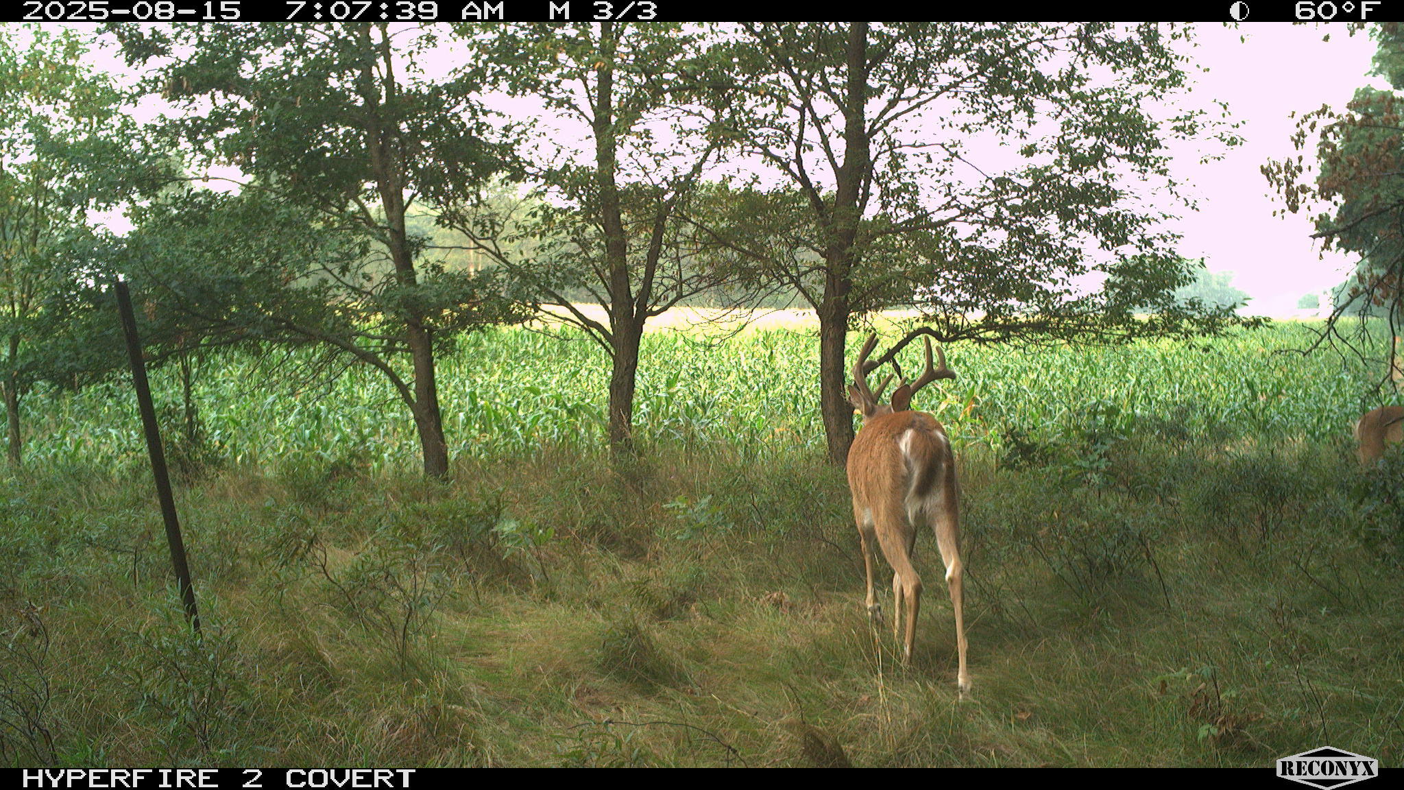 11752 North Brinton Road Lake, MI 48632 - Photo 33 of 74 RCNX0759