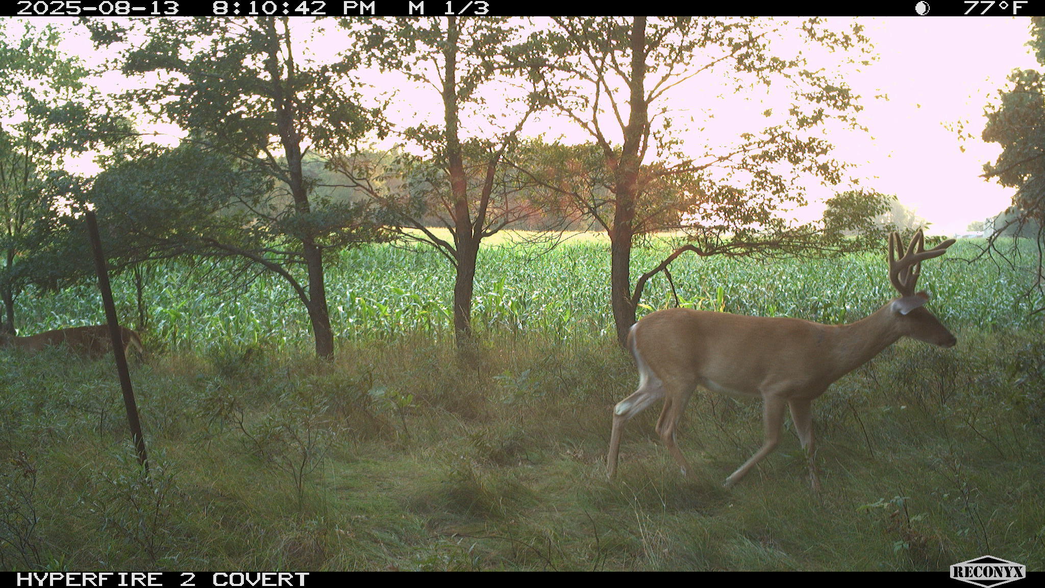 11752 North Brinton Road Lake, MI 48632 - Photo 38 of 74 RCNX0073