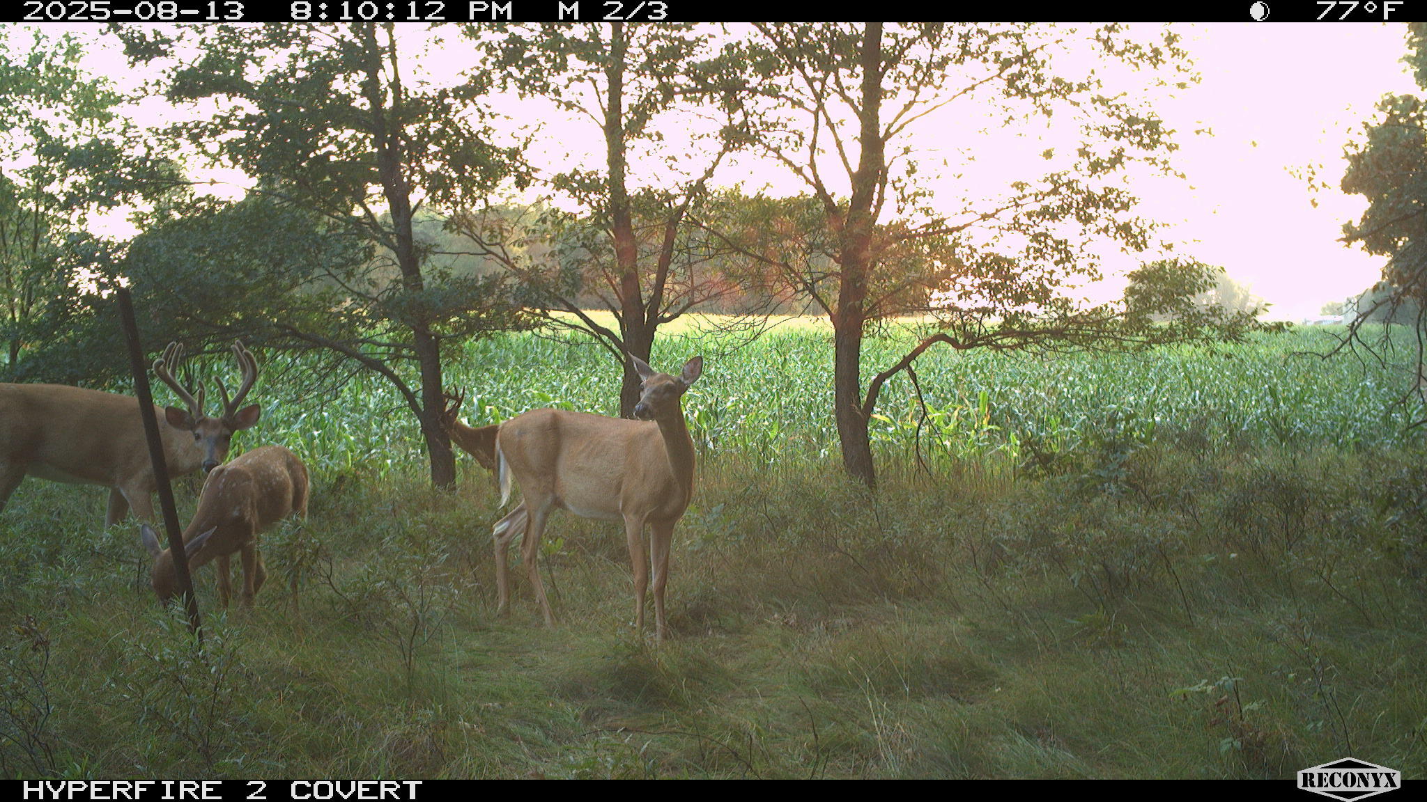 11752 North Brinton Road Lake, MI 48632 - Photo 39 of 74 RCNX0070