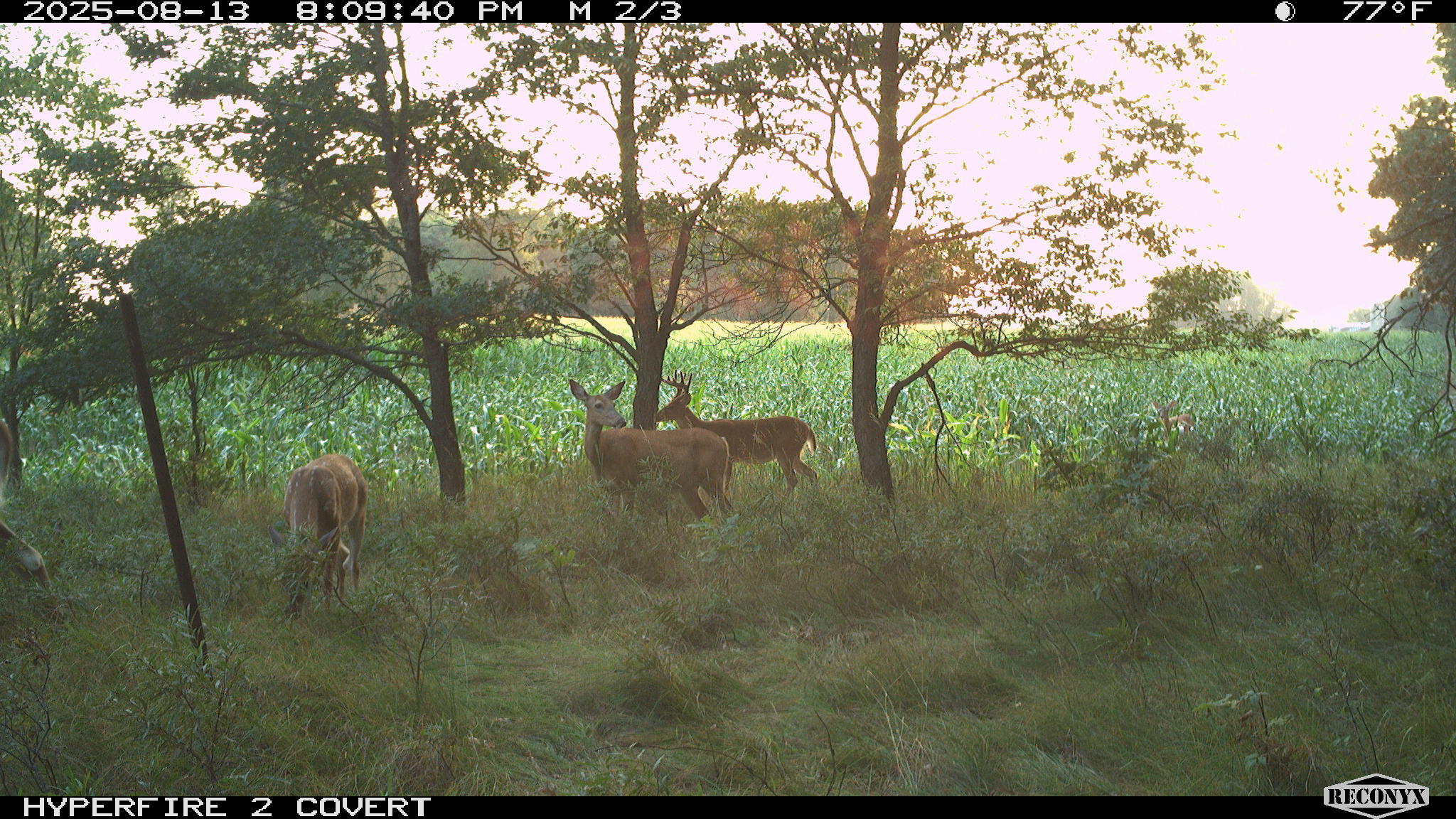 11752 North Brinton Road Lake, MI 48632 - Photo 41 of 74 RCNX0066