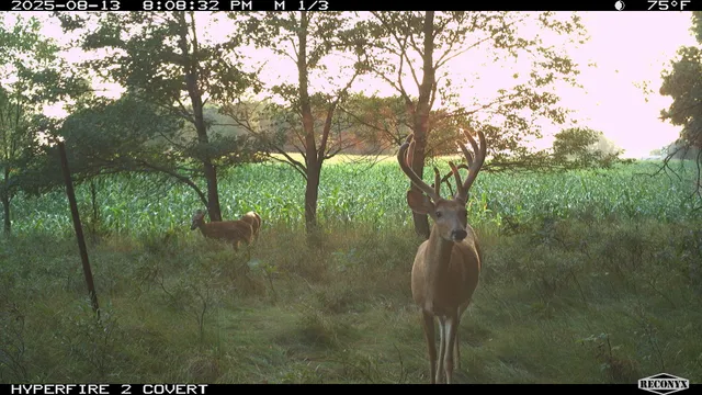 $989,000 | 11752 North Brinton Road, Lake, MI 48632