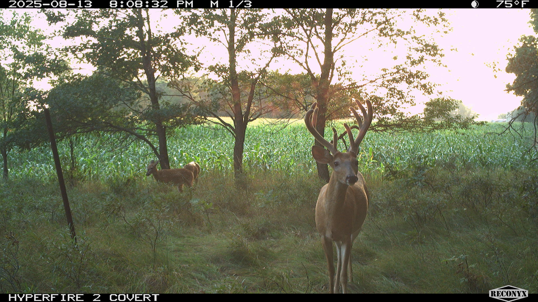 11752 North Brinton Road Lake, MI 48632 - Photo 42 of 74 RCNX0057