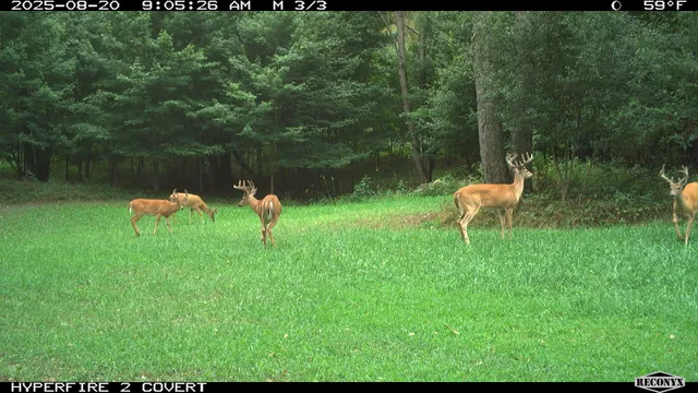 $989,000 | 11752 North Brinton Road, Lake, MI 48632