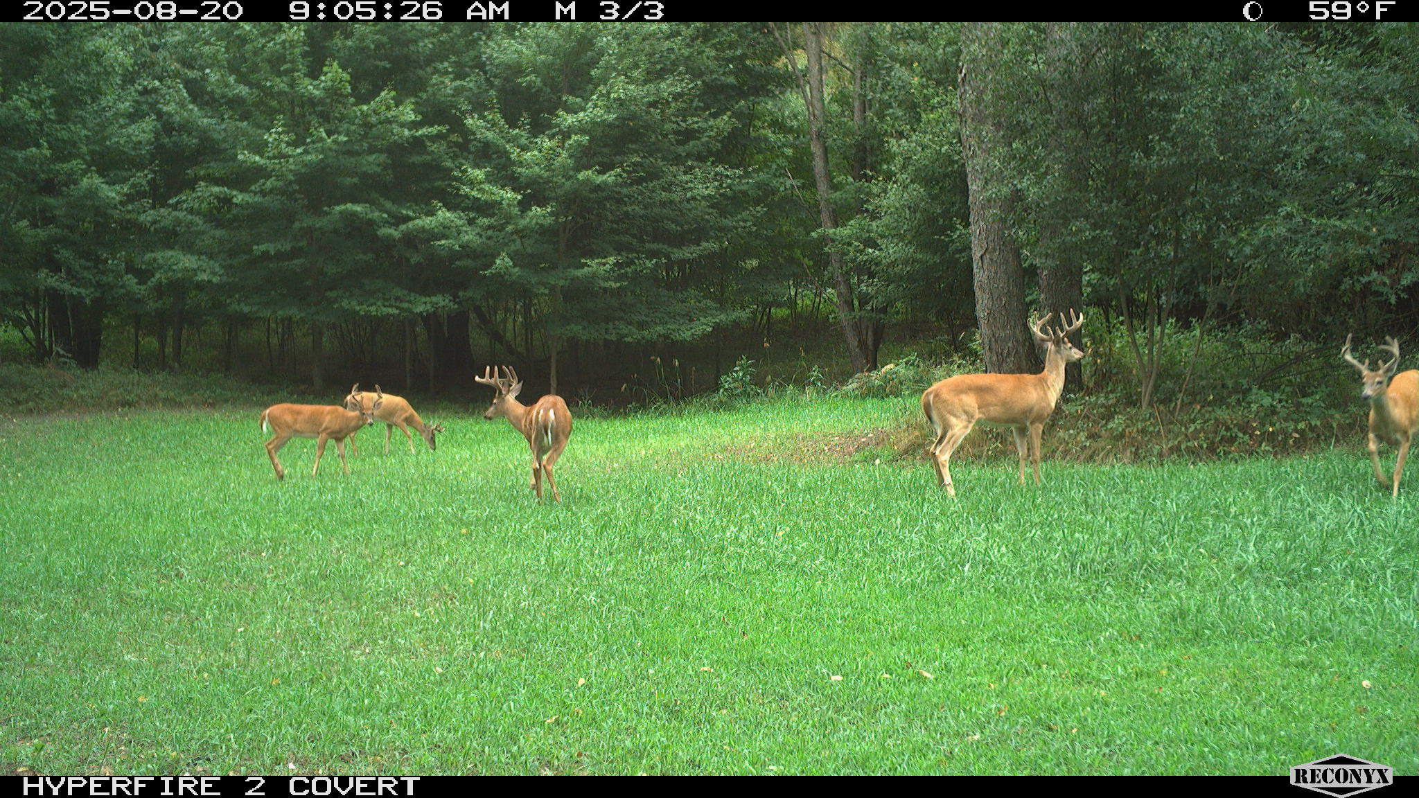 11752 North Brinton Road Lake, MI 48632 - Photo 44 of 74 RCNX0603