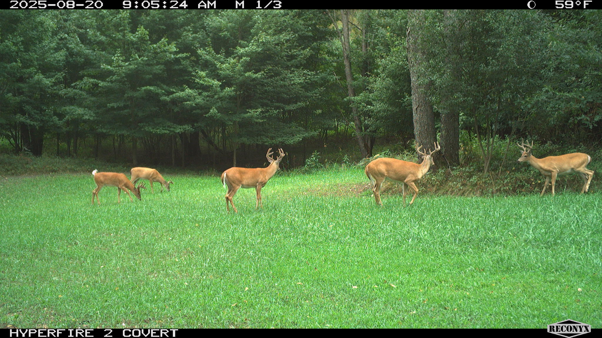 11752 North Brinton Road Lake, MI 48632 - Photo 45 of 74 RCNX0601