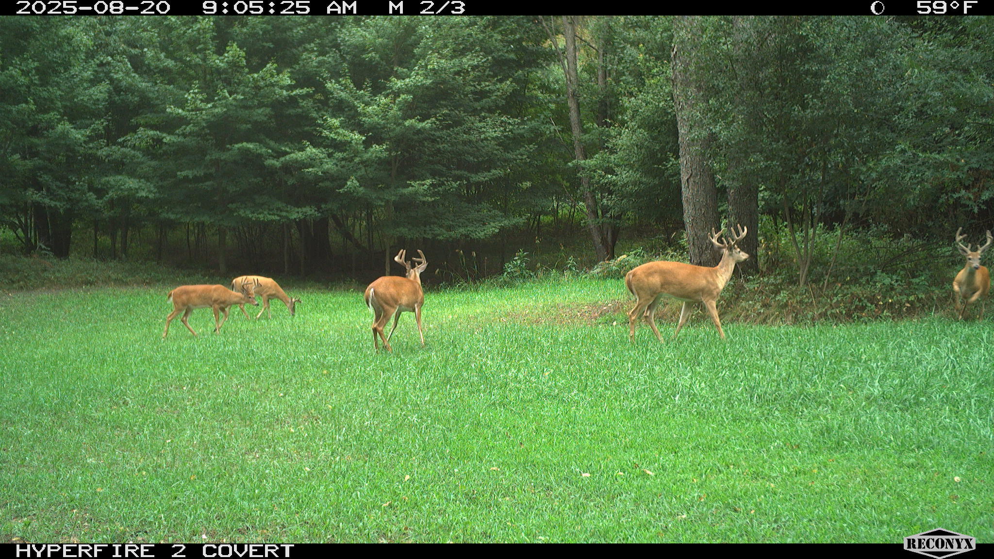 11752 North Brinton Road Lake, MI 48632 - Photo 46 of 74 RCNX0602