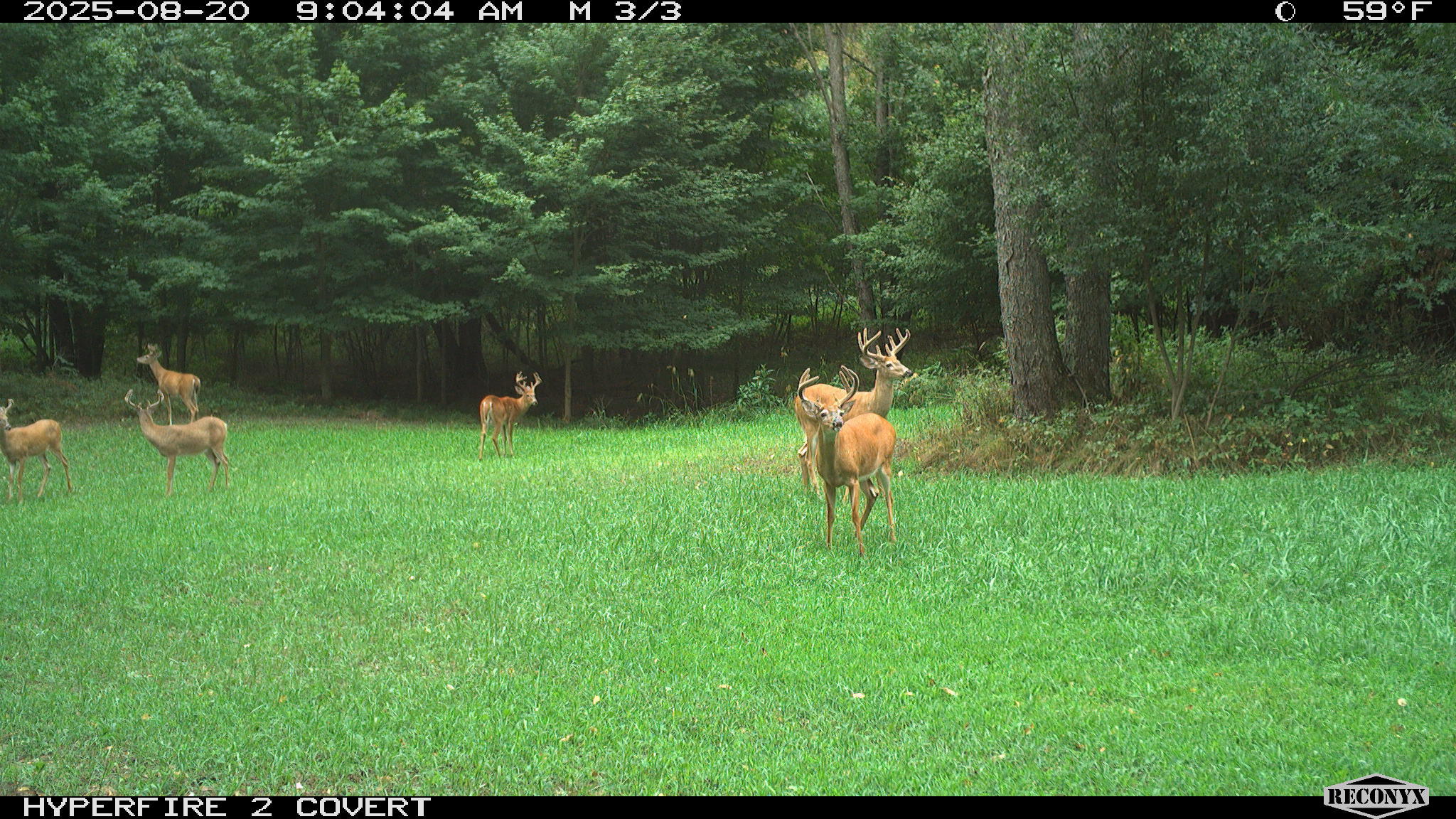 11752 North Brinton Road Lake, MI 48632 - Photo 47 of 74 RCNX0600