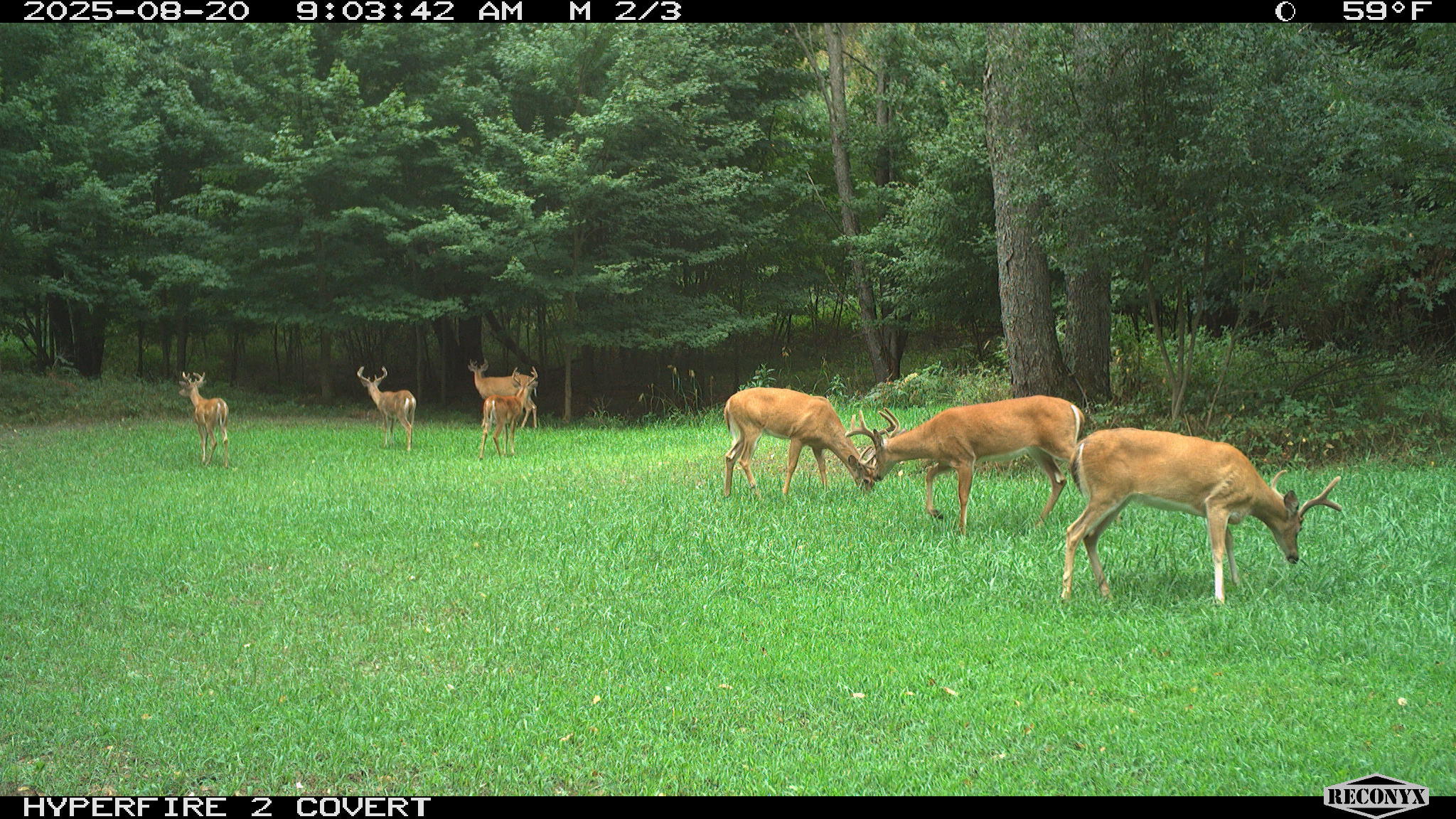 11752 North Brinton Road Lake, MI 48632 - Photo 48 of 74 RCNX0596