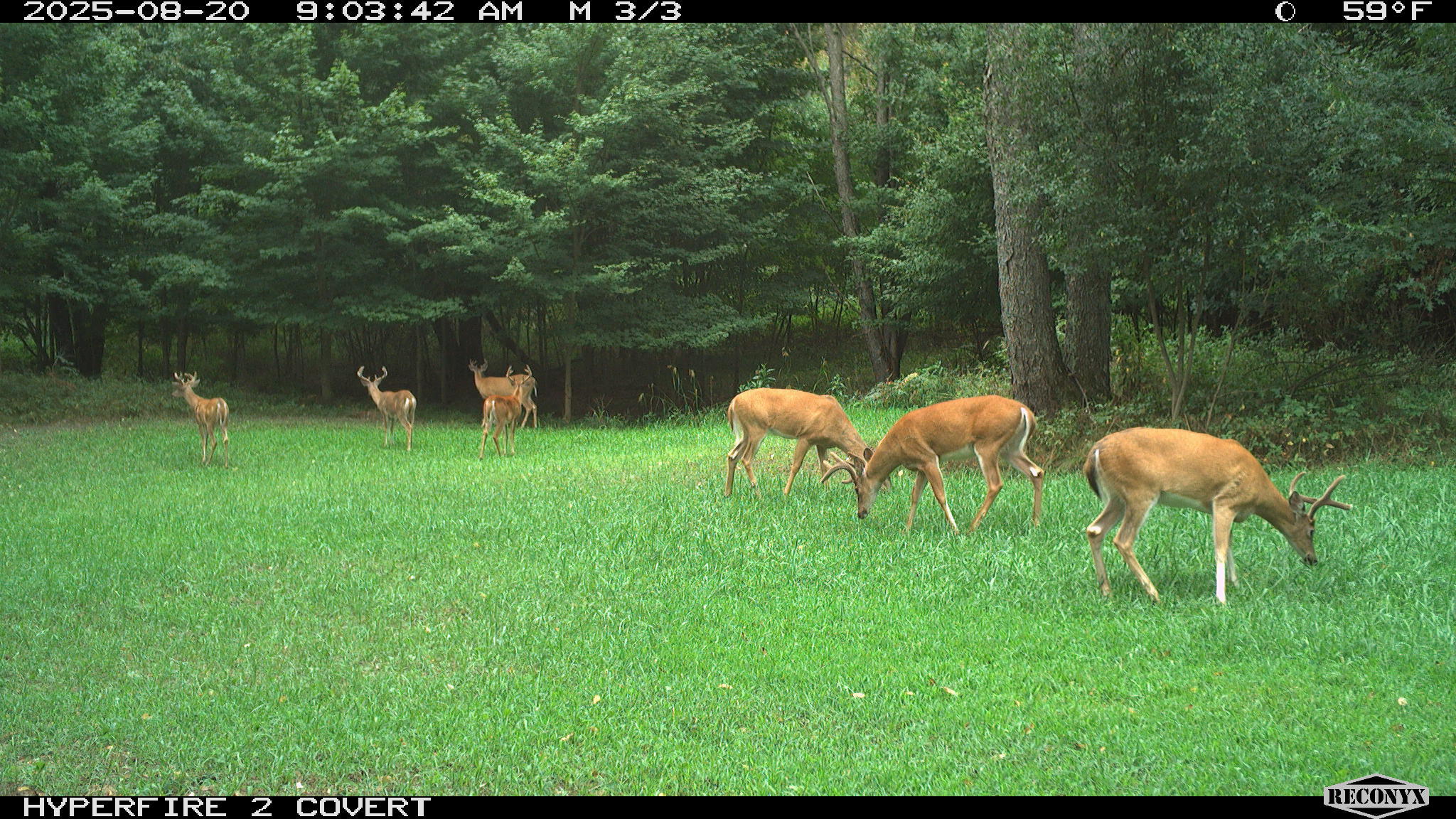 11752 North Brinton Road Lake, MI 48632 - Photo 49 of 74 RCNX0597