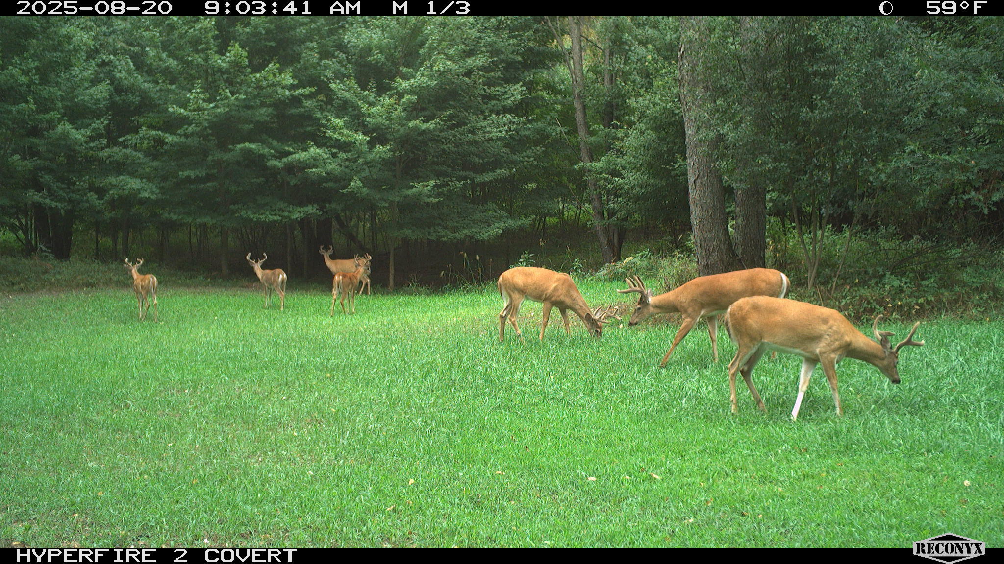 11752 North Brinton Road Lake, MI 48632 - Photo 50 of 74 RCNX0595