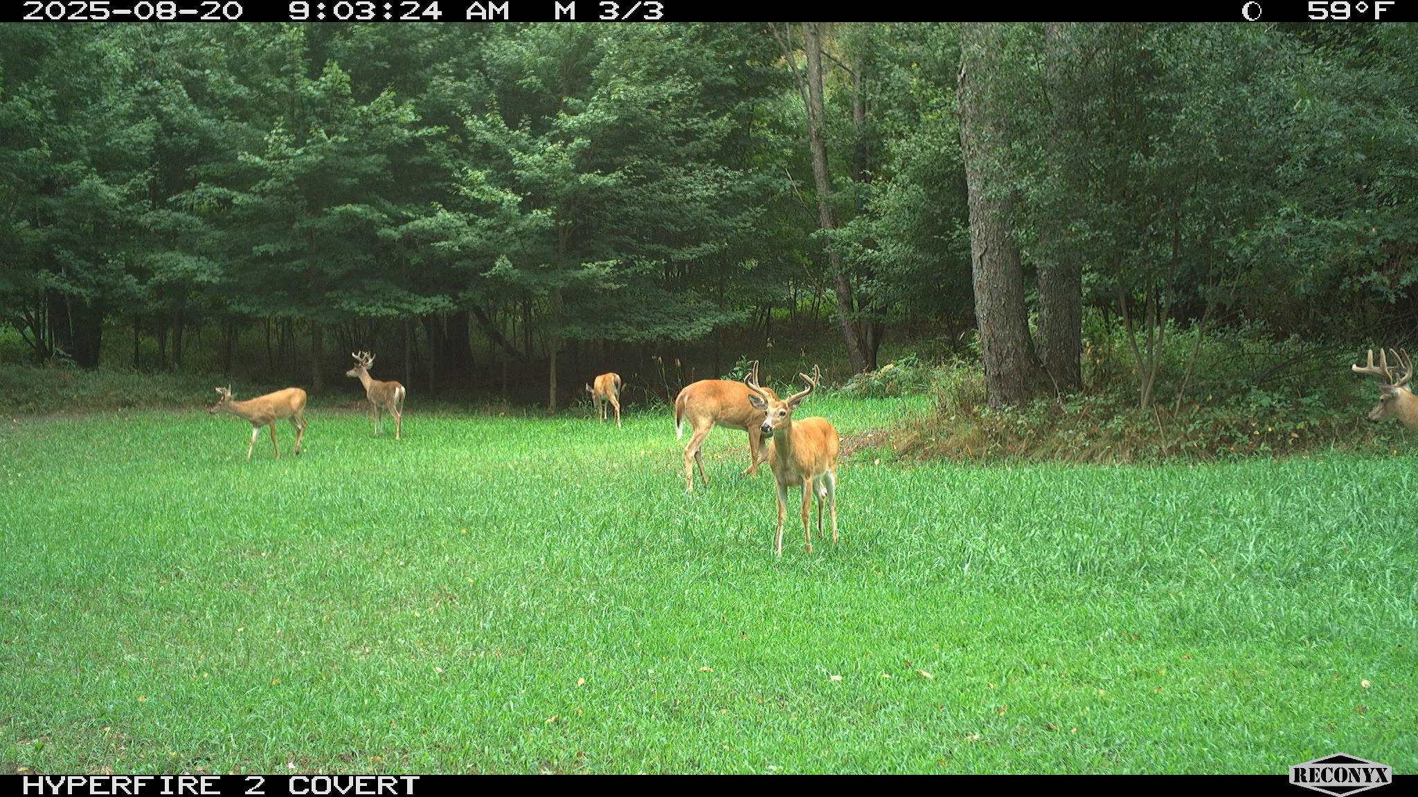 11752 North Brinton Road Lake, MI 48632 - Photo 51 of 74 RCNX0594