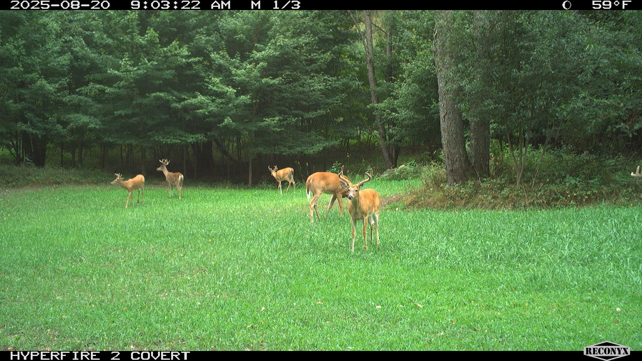 11752 North Brinton Road Lake, MI 48632 - Photo 52 of 74 RCNX0592