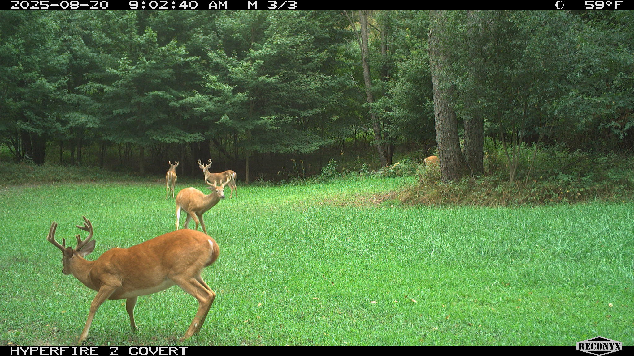 11752 North Brinton Road Lake, MI 48632 - Photo 54 of 74 RCNX0591