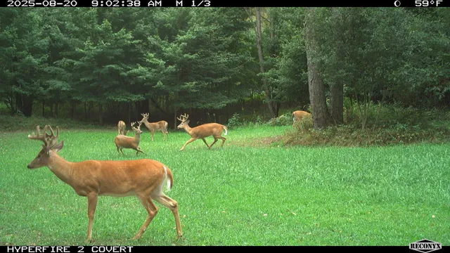 $989,000 | 11752 North Brinton Road, Lake, MI 48632