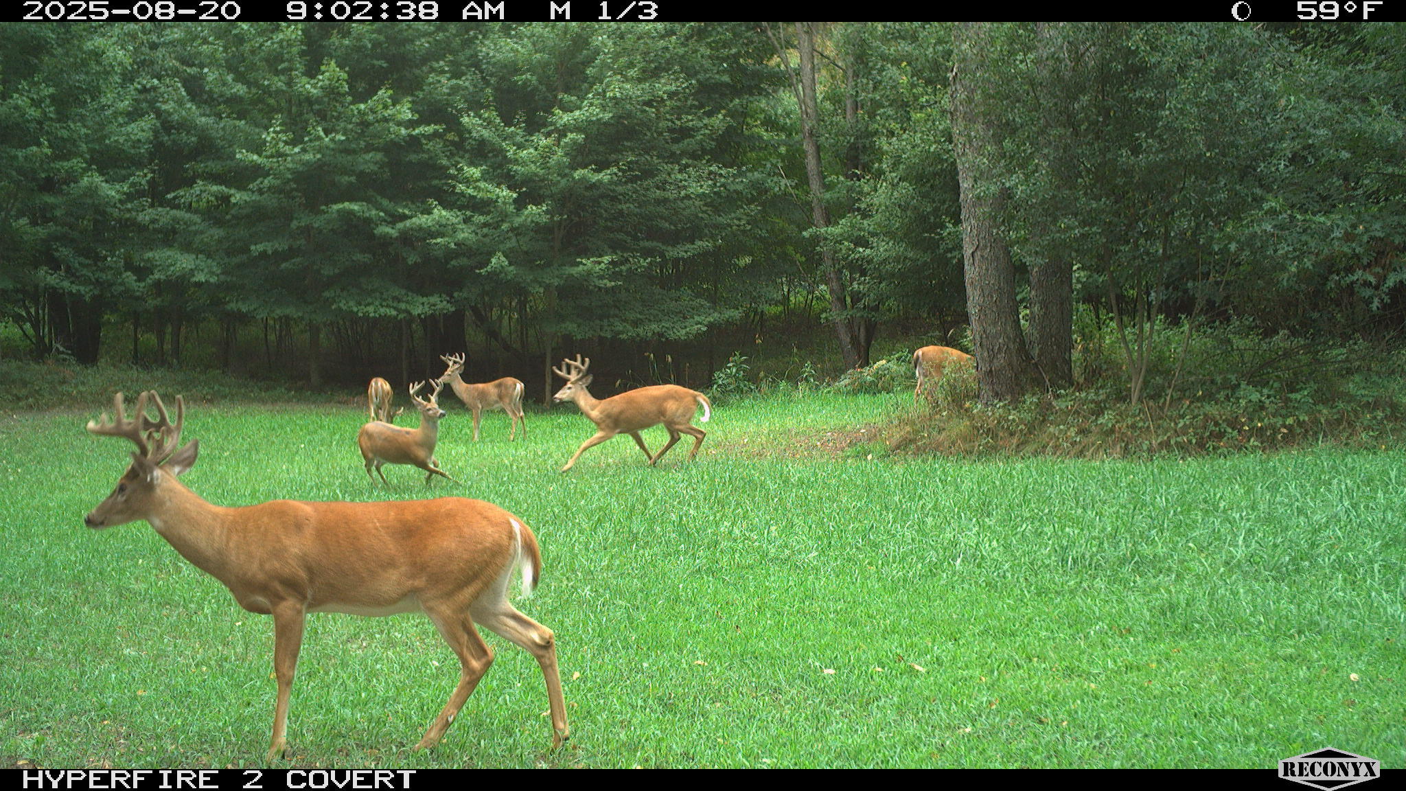 11752 North Brinton Road Lake, MI 48632 - Photo 55 of 74 RCNX0589