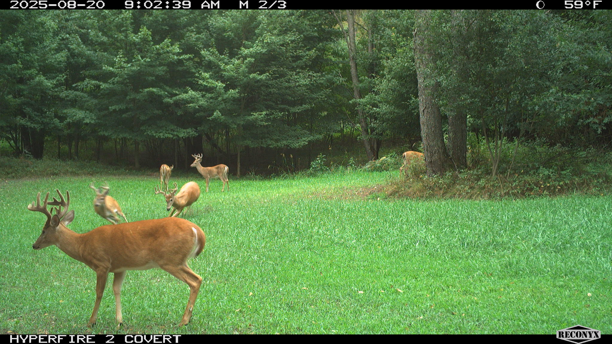 11752 North Brinton Road Lake, MI 48632 - Photo 56 of 74 RCNX0590