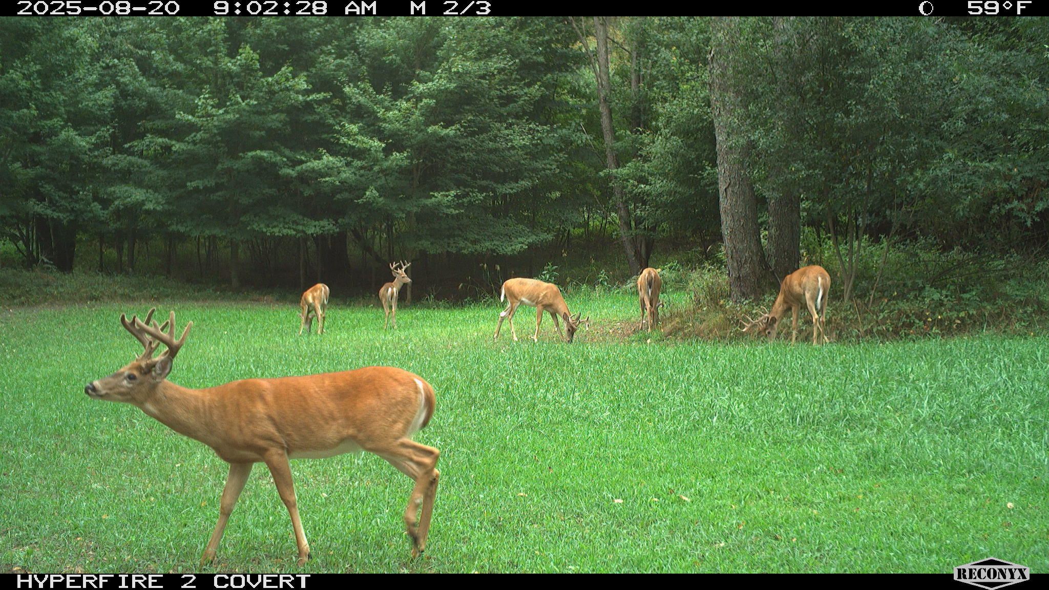 11752 North Brinton Road Lake, MI 48632 - Photo 57 of 74 RCNX0587