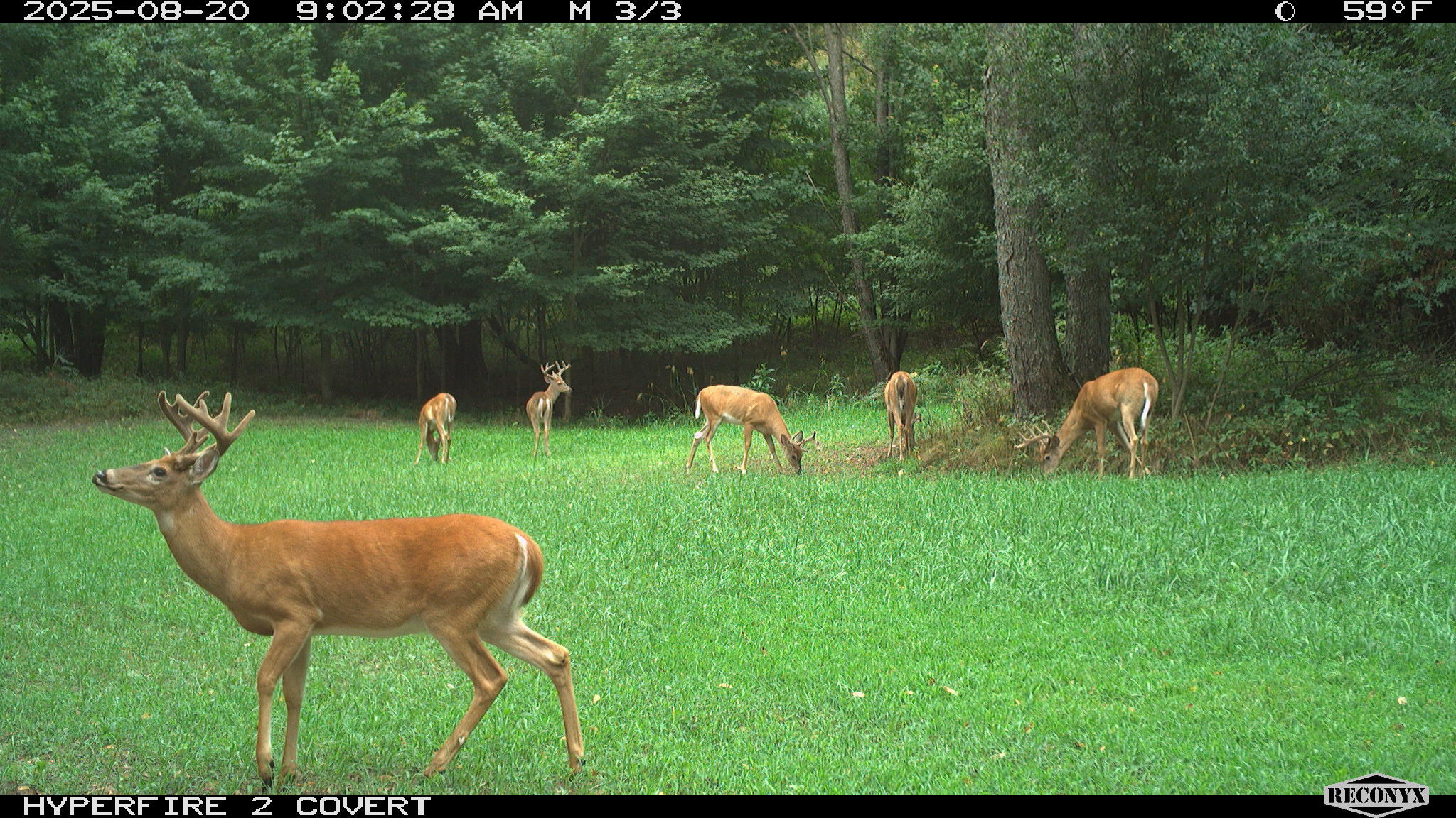 11752 North Brinton Road Lake, MI 48632 - Photo 58 of 74 RCNX0588