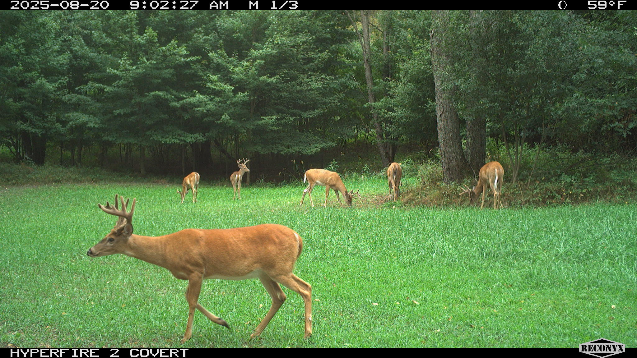 11752 North Brinton Road Lake, MI 48632 - Photo 59 of 74 RCNX0586