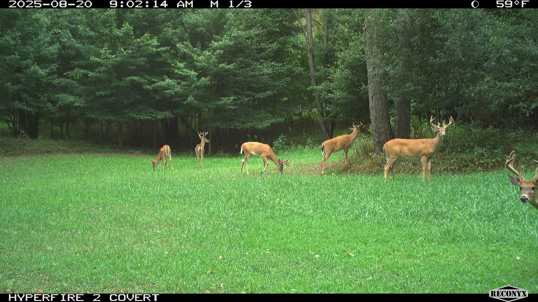 11752 North Brinton Road Lake, MI 48632 - Photo 60 of 74 RCNX0583