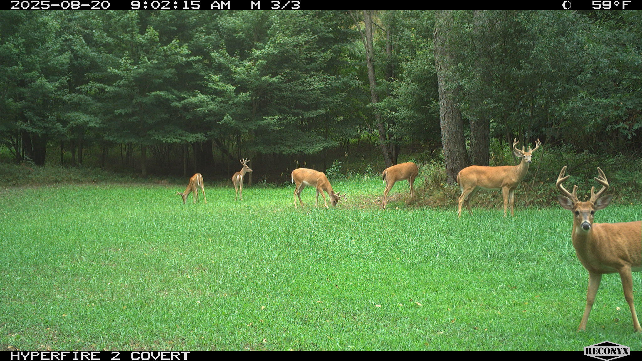 11752 North Brinton Road Lake, MI 48632 - Photo 62 of 74 RCNX0585