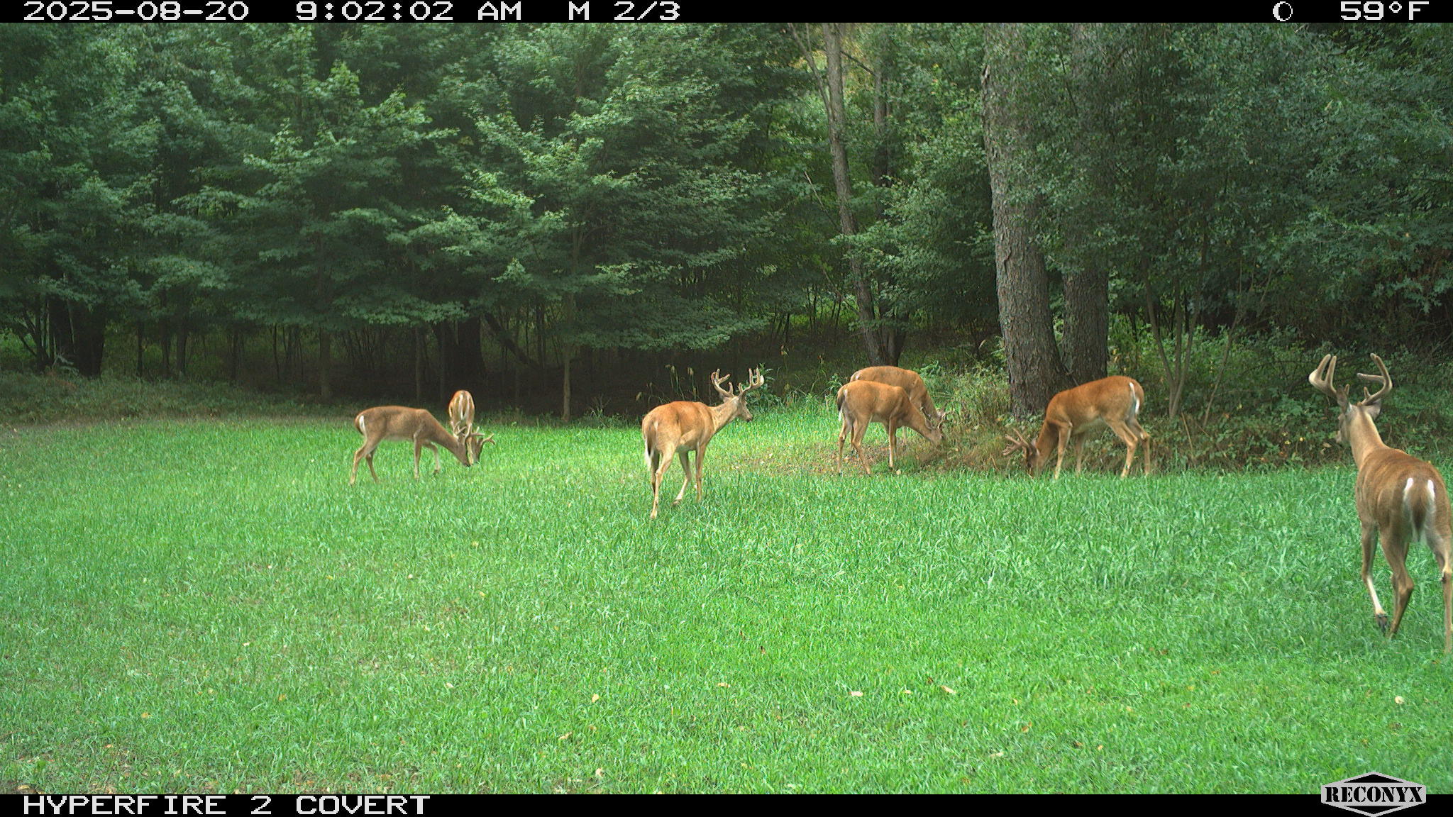 11752 North Brinton Road Lake, MI 48632 - Photo 63 of 74 RCNX0581