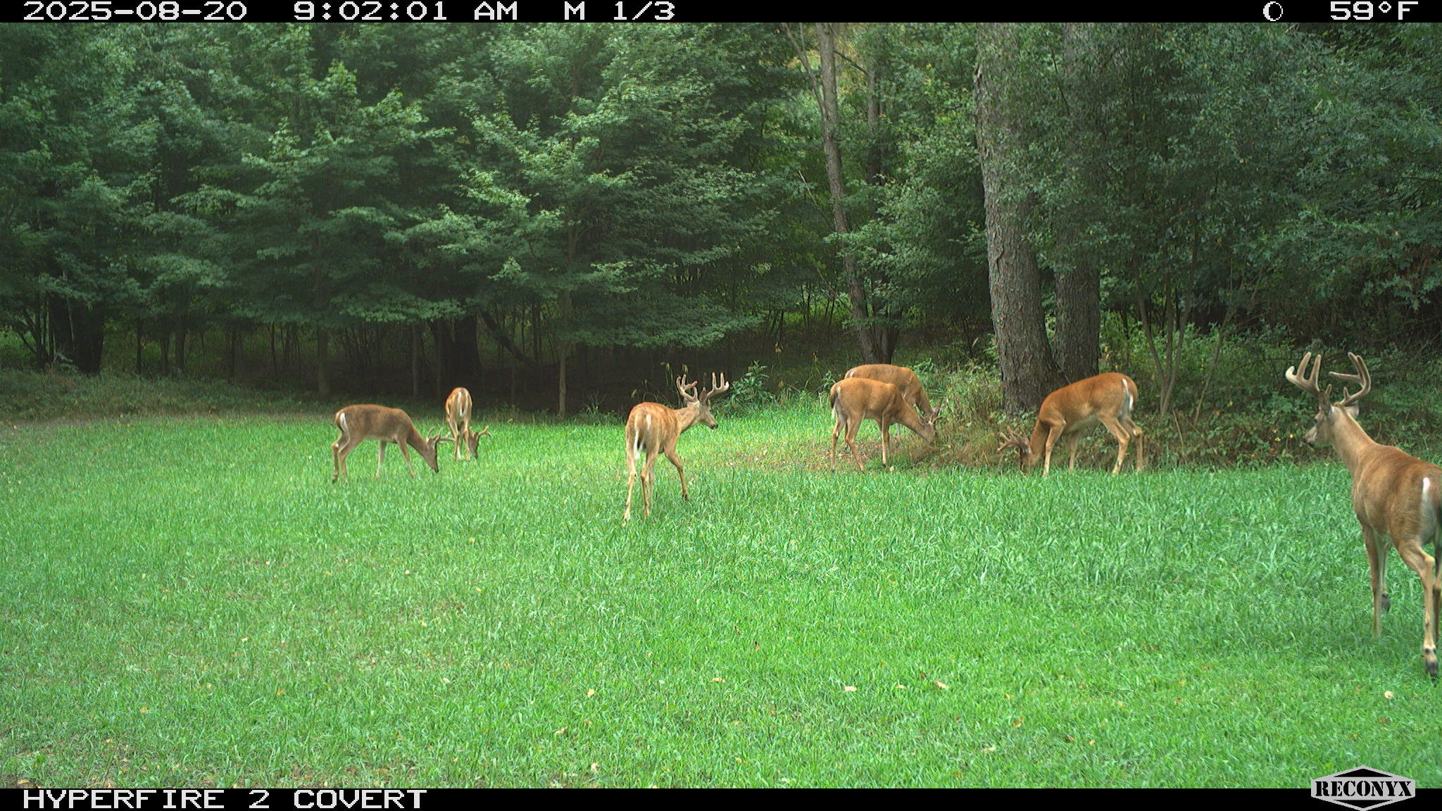 11752 North Brinton Road Lake, MI 48632 - Photo 65 of 74 RCNX0580