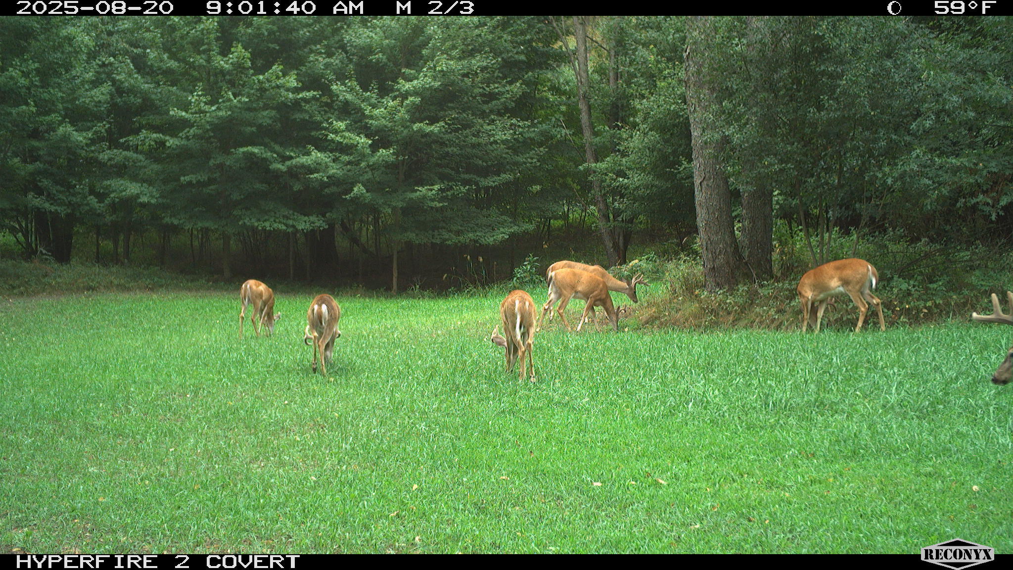 11752 North Brinton Road Lake, MI 48632 - Photo 67 of 74 RCNX0578