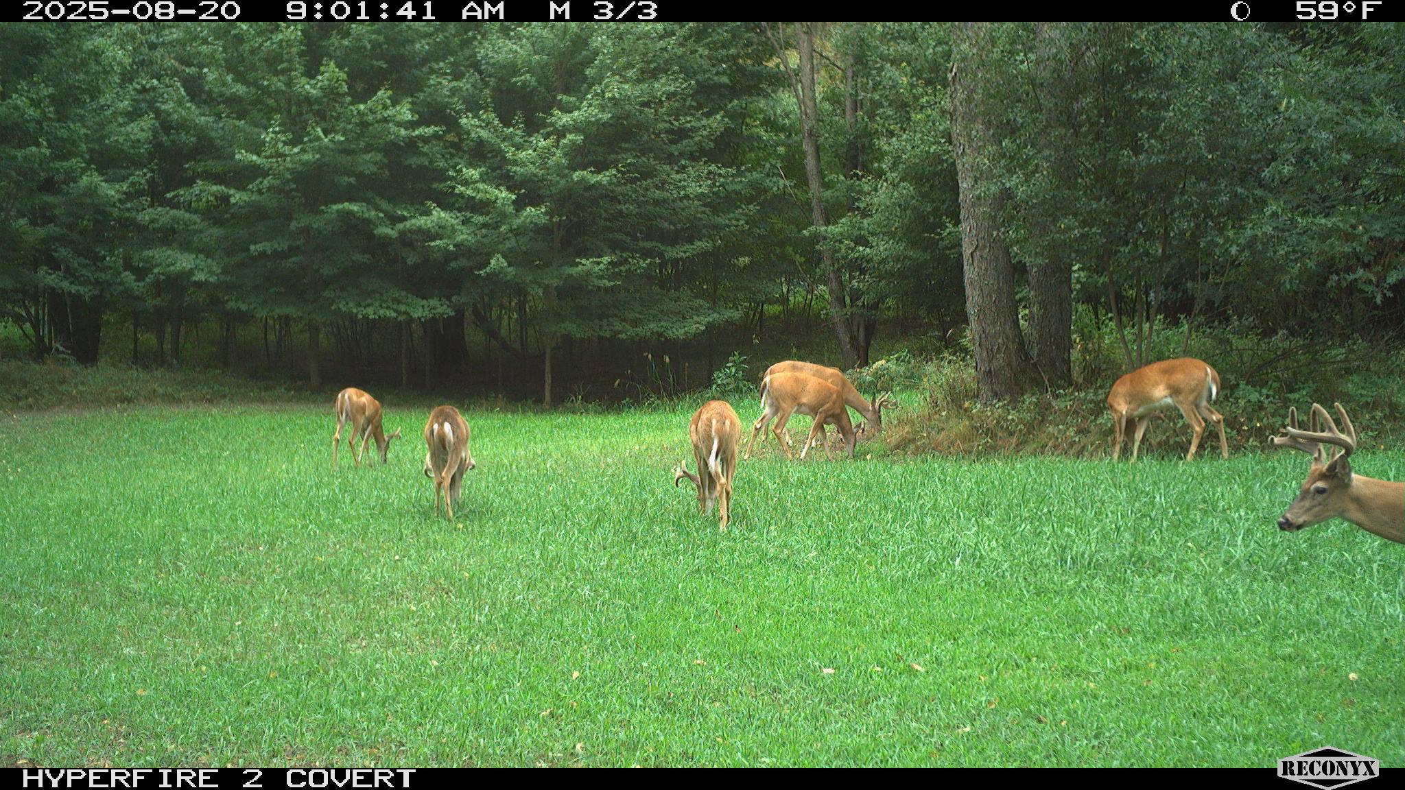 11752 North Brinton Road Lake, MI 48632 - Photo 68 of 74 RCNX0579