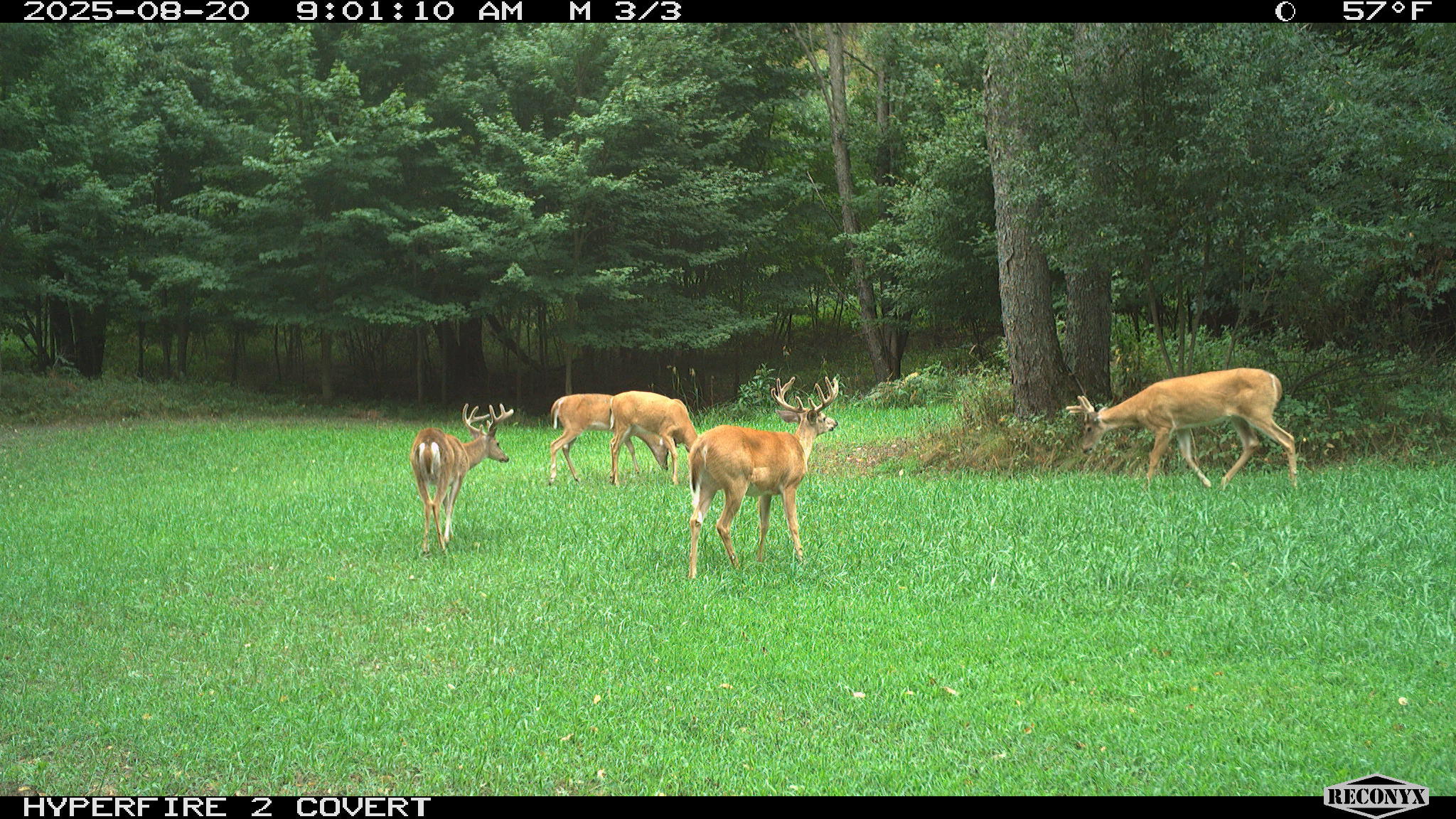 11752 North Brinton Road Lake, MI 48632 - Photo 69 of 74 RCNX0576