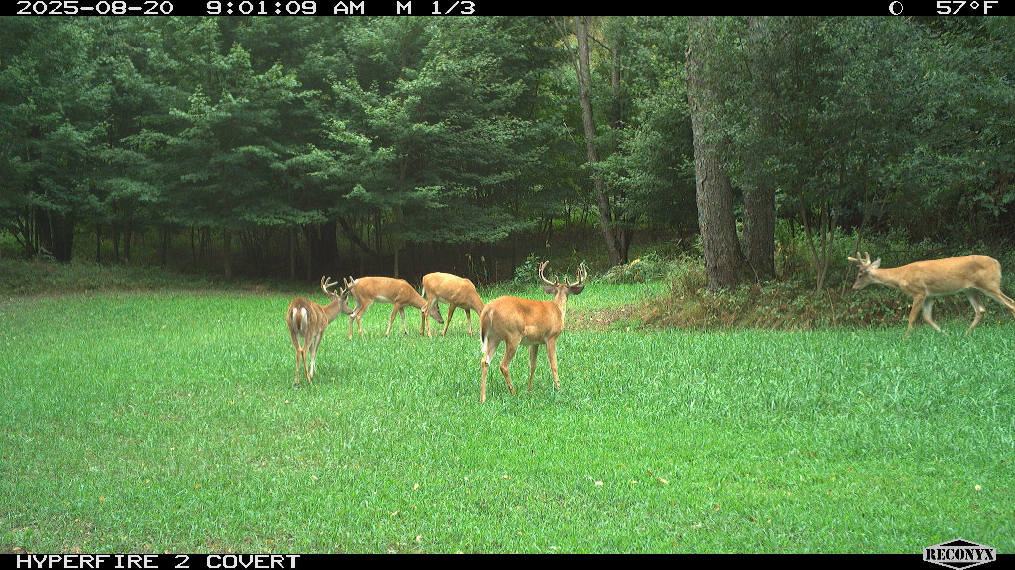 11752 North Brinton Road Lake, MI 48632 - Photo 70 of 74 RCNX0574