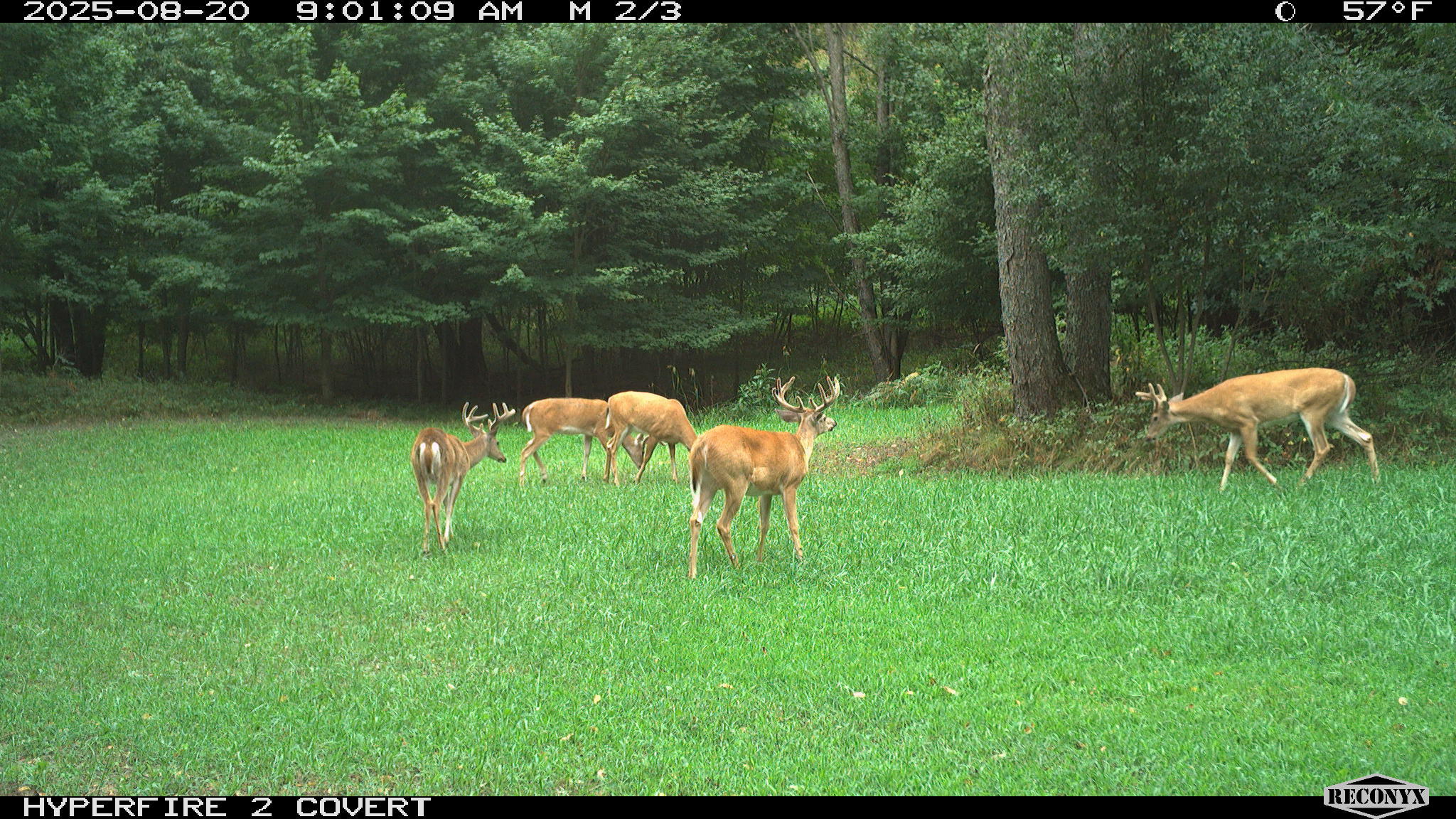 11752 North Brinton Road Lake, MI 48632 - Photo 71 of 74 RCNX0575