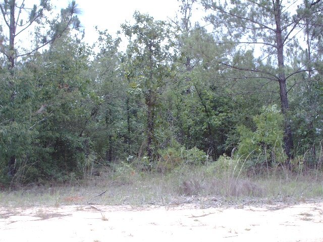 0 Pine Tree Ct Road DeFuniak Springs, FL 32433 - Photo 1 of 1 Gallery Image 1