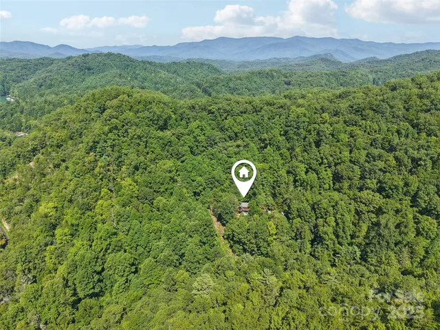 a view of a lush green forest with trees in the background