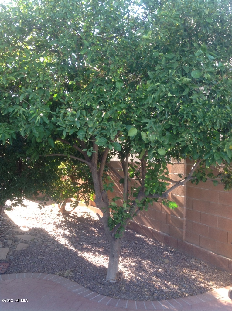 11372 Silver Pheasant Loop Tucson, AZ 85737 - Photo 22 of 24