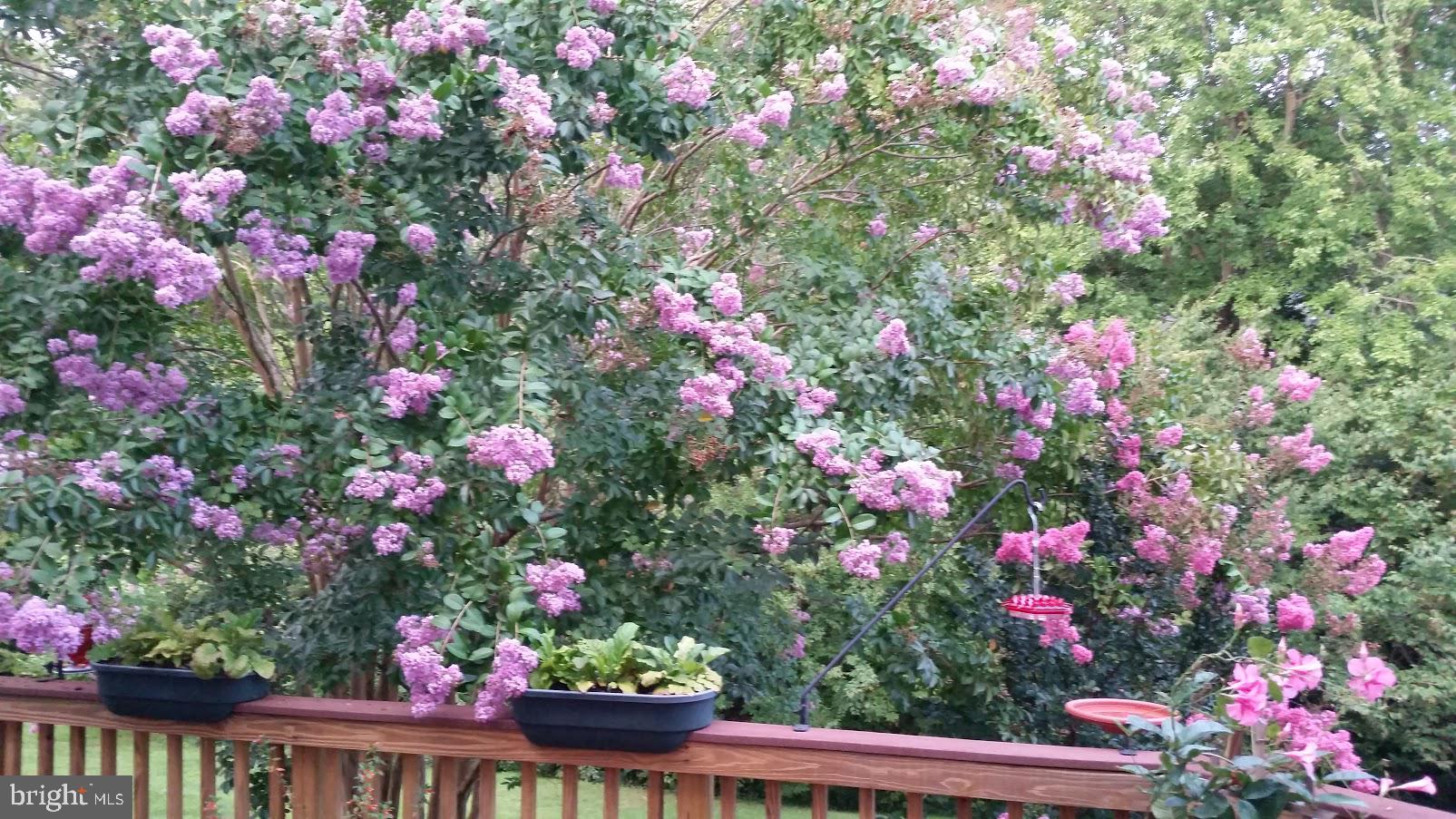 3231 Escapade Circle Riva, MD 21140 - Photo 26 of 33 Mature Crepe Myrtles