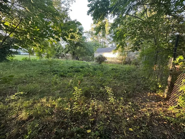 a view of a forest with a tree